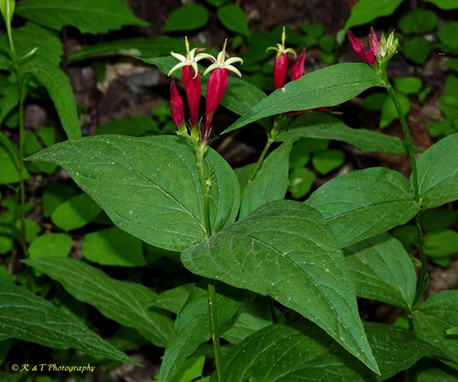 {Spigelia marilandica}